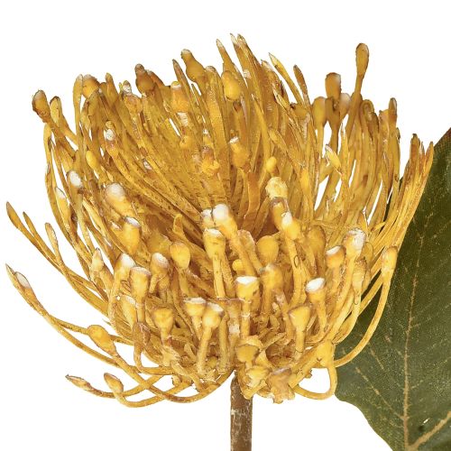 Artikel Protea künstlich Leucospermum Nadelkissen Gelb 30cm 6 St