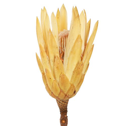 Floristik24 Proteen getrocknet Repens Creme 1.Wahl 10-12cm 25 St