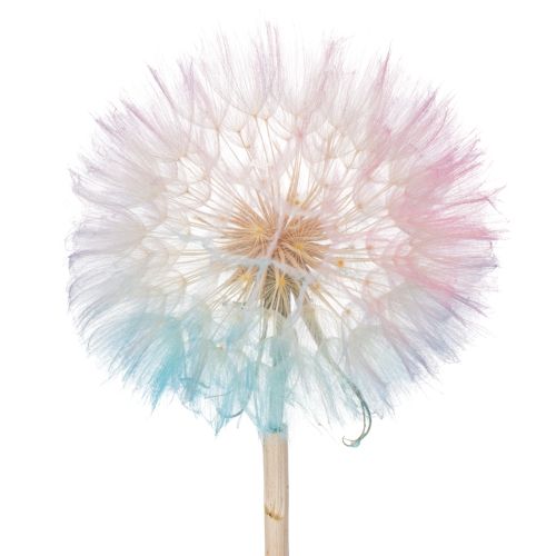 Pusteblume Trockenblume elegant langlebig pflegeleicht 50cm 4St