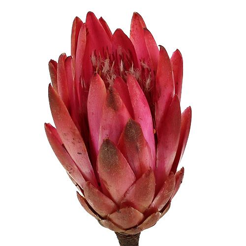 Artikel Repens Erika 25 St