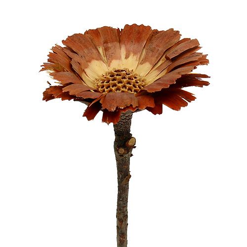 Artikel Repens Rosette Hell 8-9cm 25 St