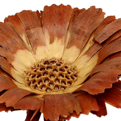 Artikel Repens Rosette Hell 8-9cm 25 St