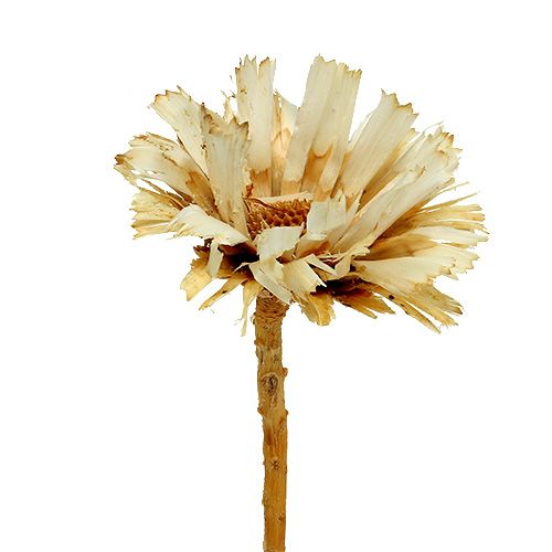 Floristik24 Repens Rosette gebleicht 8-9cm 20 St