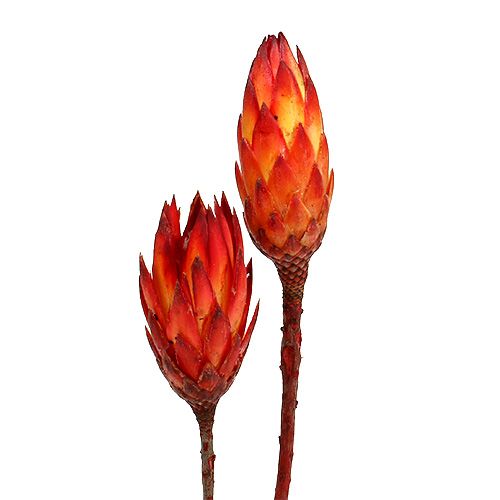 Floristik24 Repens Rot 2-Ton 25 St