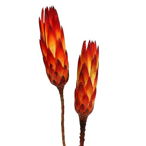 Artikel Repens Rot klein 50 St