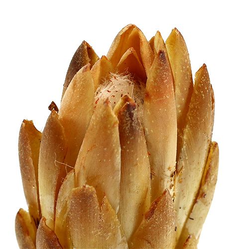 Artikel Repens Creme 25 St