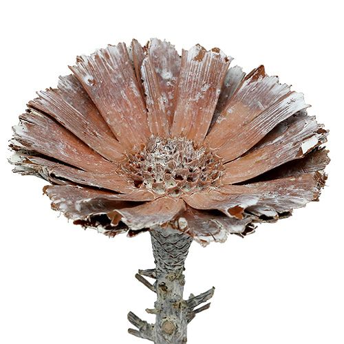 Artikel Repens Rosette 6-7cm Weiß gewaschen 25 St