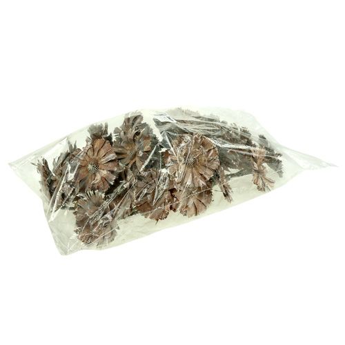 Artikel Protea Rosette 8-9cm weiß gewaschen 25 St