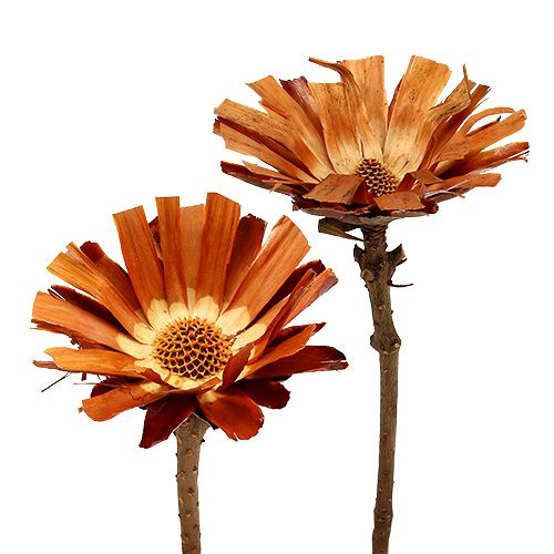 Floristik24 Repens Rosette Super 10 - 12cm 20 St