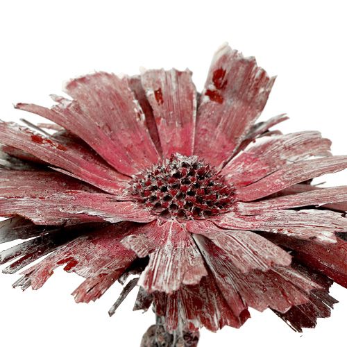 Artikel Protea Rosette erika gefrostet  Ø8-9cm 25 St