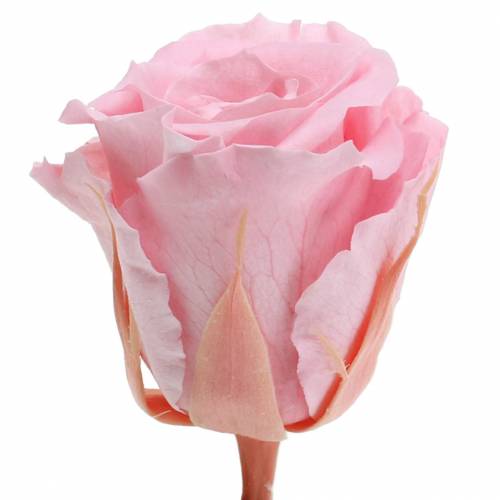 Artikel Ewige Rosen Medium Ø4-4,5cm Rosa 8 St