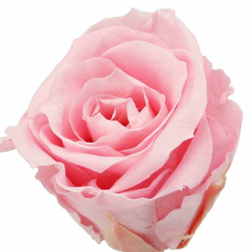 Artikel Ewige Rosen Medium Ø4-4,5cm Rosa 8 St