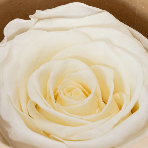 Artikel Rosenkopf Konserviert Haltbare Tischdekoration für romantische Atmosphäre Hochzeit Dekoration 5cm 6St