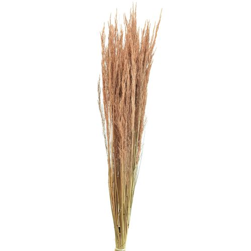 Rotes Straußgras Agrostis Trockengräser Rotbraun 65cm 80g
