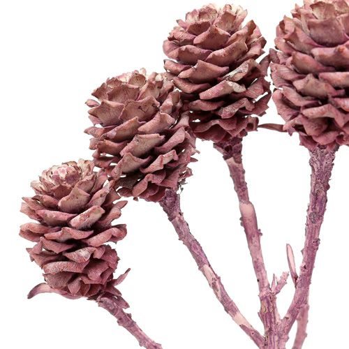 Artikel Salignum brombeer gefrostet 25 St