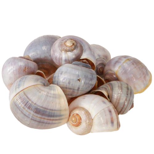 Artikel Schneckenhäuser Natur 1kg