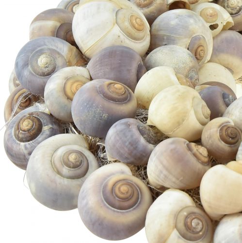 Floristik24 Schneckenkranz zum Hängen Deko Kranz Maritim Nathai Ø35cm
