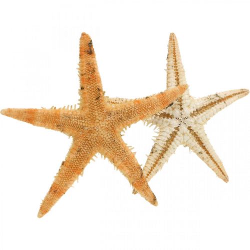 Artikel Seesterne Streudeko Home Deko Mini Seestern Natur 2-4cm 50St
