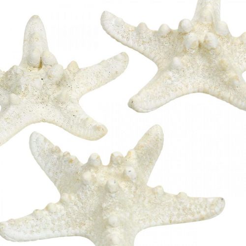Artikel Seestern Deko Weiß, Getrocknete Seesterne zum Basteln 7-11cm 15St