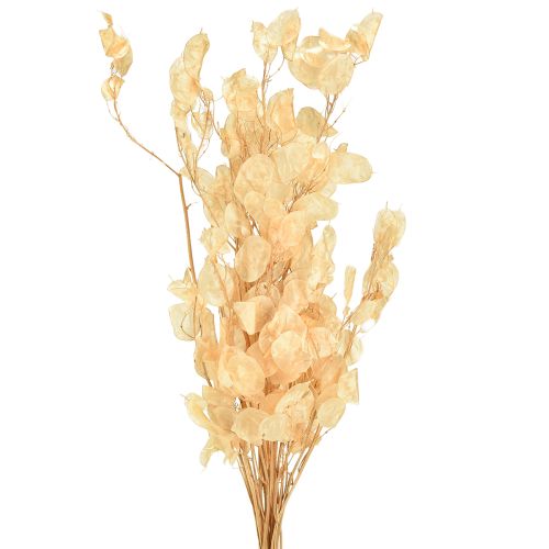 Silberblatt getrocknet Lunaria Champagner 65-70cm 20g