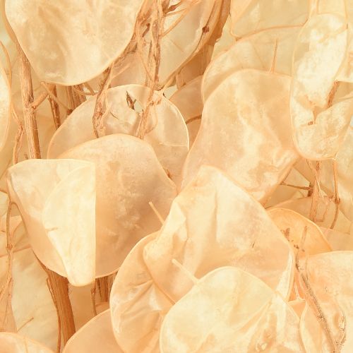 Artikel Silberblatt getrocknet Lunaria Champagner 65-70cm 20g