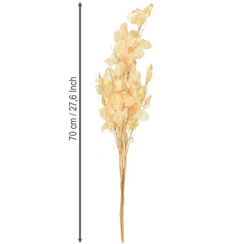 Artikel Silberblatt getrocknet Lunaria Champagner 65-70cm 20g