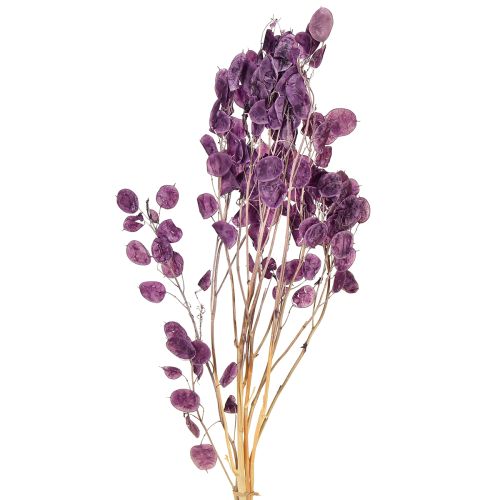 Silberblatt getrocknet Lunaria Mondviole Lila 65-70cm 20g