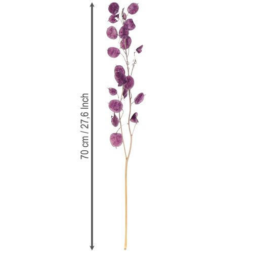 Artikel Silberblatt getrocknet Lunaria Mondviole Lila 65-70cm 20g