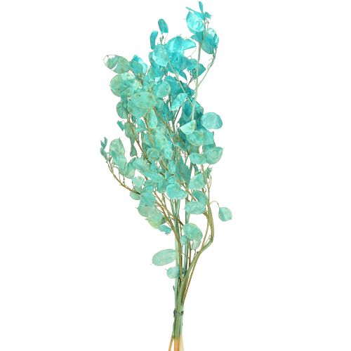 Floristik24 Silberblatt getrocknet Mondviole Lunaria Hellblau 65-70cm 20g