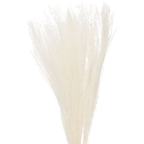 Trockenblumen Silbergras Elegante natürliche Dekoration für Zuhause und Büro 70cm 10St kaufen | Floristik24.de