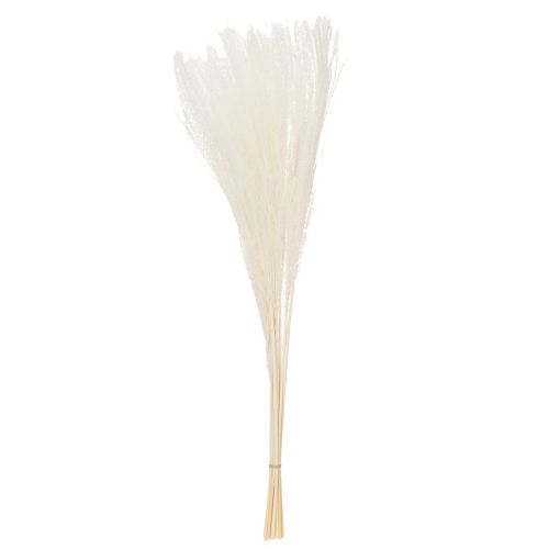 Artikel Trockenblumen Silbergras Elegante natürliche Dekoration für Zuhause und Büro 70cm 10St