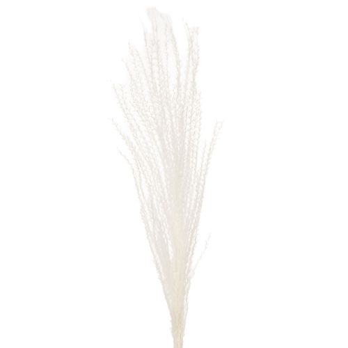 Artikel Trockenblumen Silbergras Elegante natürliche Dekoration für Zuhause und Büro 70cm 10St
