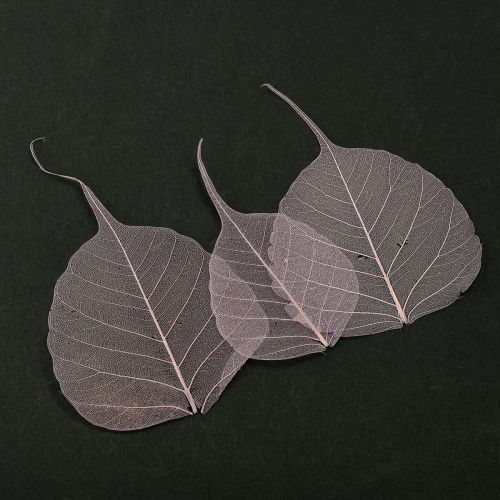 Skelettblätter Bodhi Blätter skelettiert Lila 5-15cm 200 St