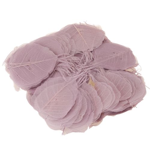 Artikel Skelettblätter Bodhi Blätter skelettiert Lila 5-15cm 200 St