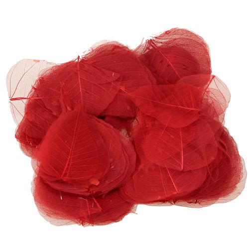 Artikel Skelettblätter Bodhi Blätter skelettiert Rot 5-15cm 200 St