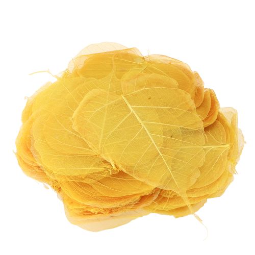 Artikel Skelettblätter Skelettierte Blätter Pappelfeige Gelb 5-15cm 200 St
