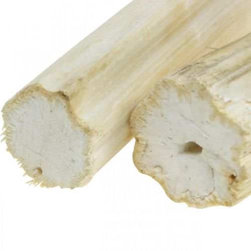 Floristik24 Sonnenblumenstiel gebleicht 10cm 24 St