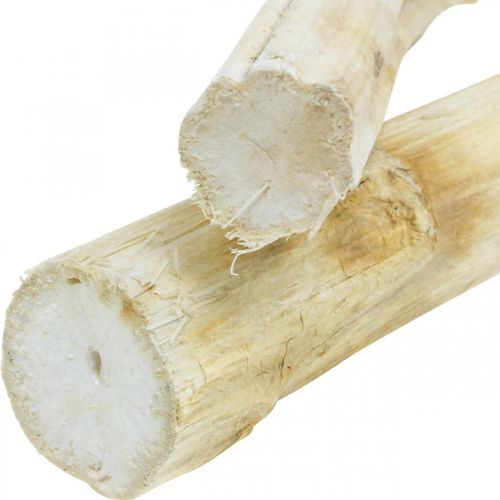 Floristik24 Sonnenblumenstamm 20cm Weiß 12 St