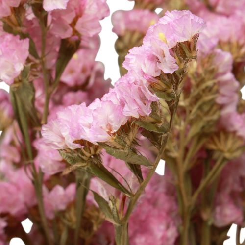 Artikel Strandflieder Rosa Limonium Trockenblumen 60cm 50g