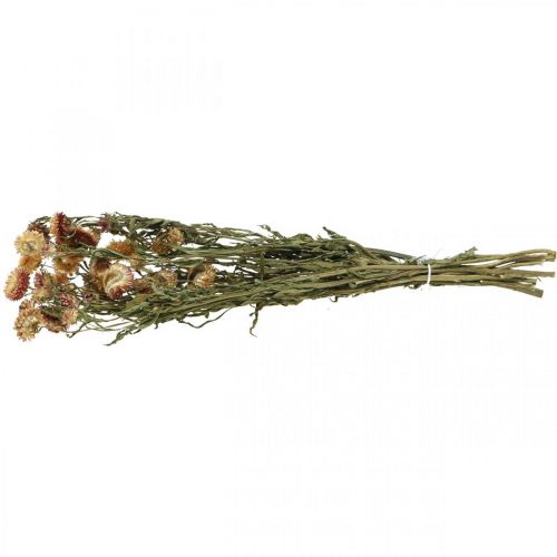 Artikel Strohblume Gelb, Rot getrocknet Helichrysum Trockenblume 50cm 60g