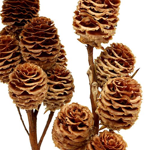 Artikel Strictum 6 - 9 Köpfe 25 St