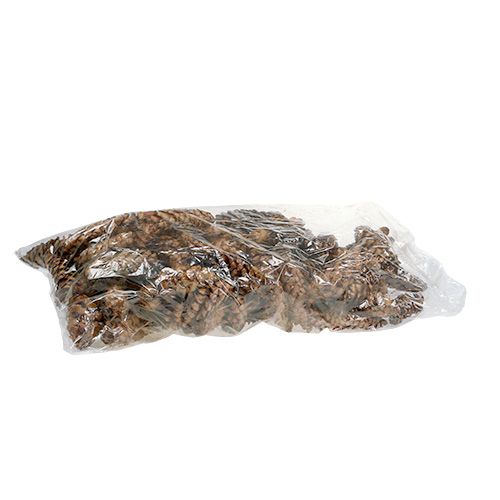 Artikel Strobus Zapfen 15 - 20cm lackiert 100 St