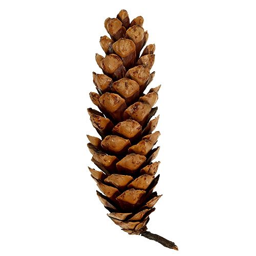 Artikel Strobus Zapfen 20 - 25cm lackiert 50 St