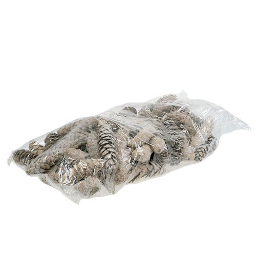 Artikel Strobus Zapfen 15cm - 20cm weißgewaschen 50 St