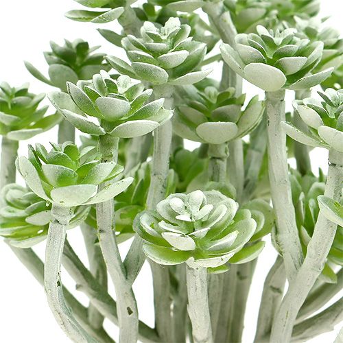 Sukkulente Echeveria 17cm Grau 3 St | Floristik24.de