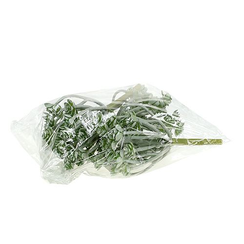 Artikel Sukkulente Echeveria 17cm Grau 3 St