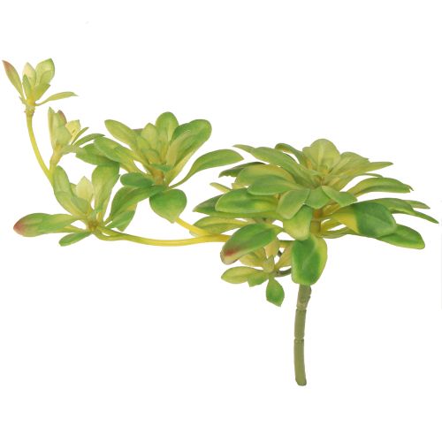 Sukkulente Kunstpflanze mit Pick Aeonium Grün 30cm 4 St