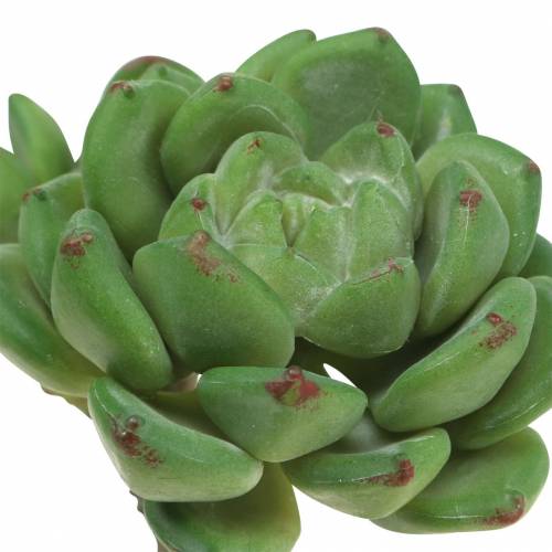 Artikel Sukkulente Echeveria künstlich Grün H15cm