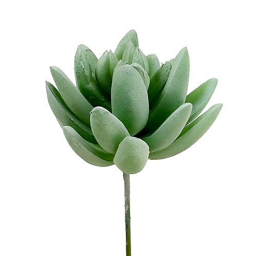 Artikel Sukkulente Echeveria Ø6,5cm L11cm 6 St