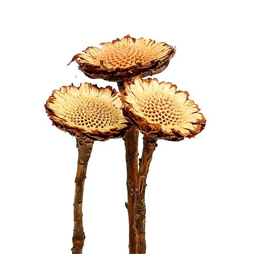 Artikel Susannae Rosette Hell 50 St